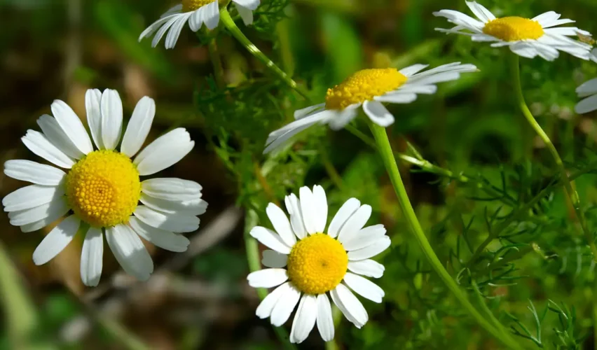 How to grow chamomile