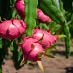 How To Grow Dragon Fruit