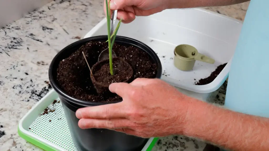 how to grow garlic indoors