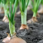 How to grow onions