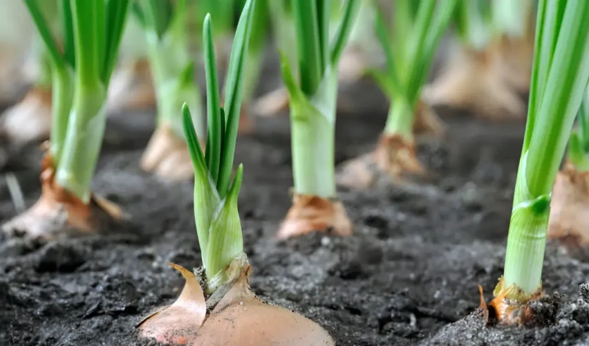 How to grow onions