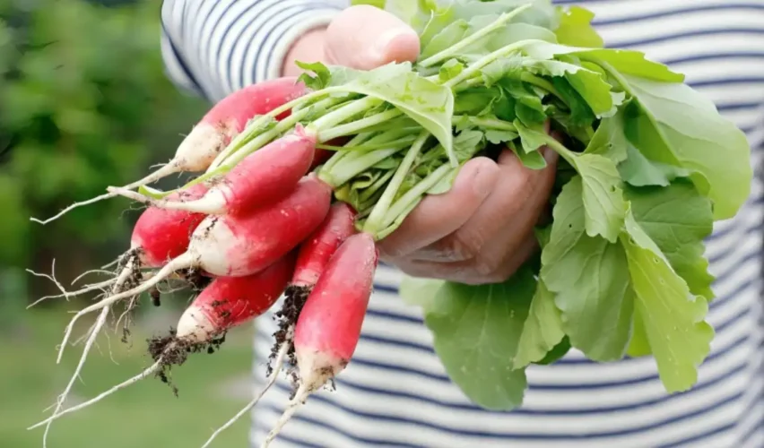 How to harvest radishes