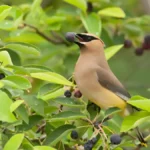 How to protect fruit trees from birds