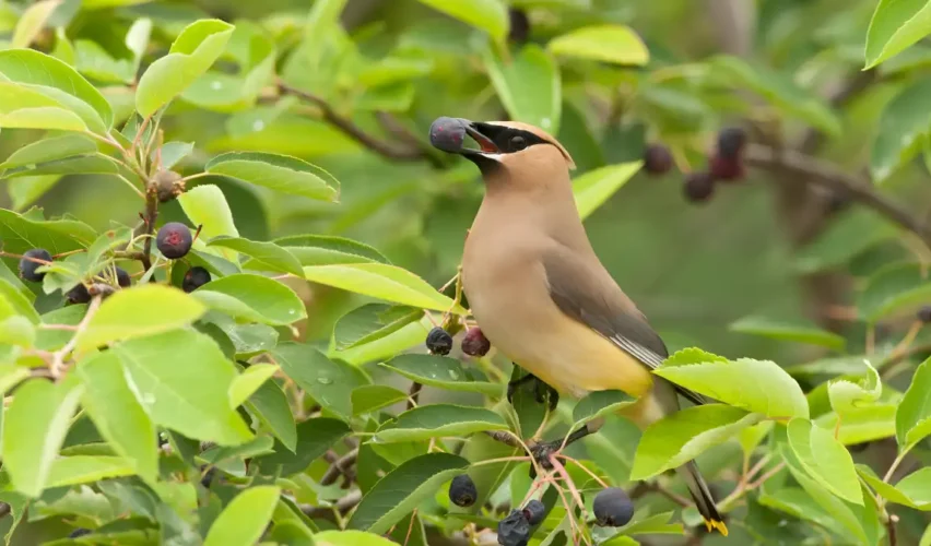 How to protect fruit trees from birds