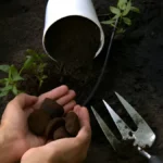 How to use coffee grounds in the garden