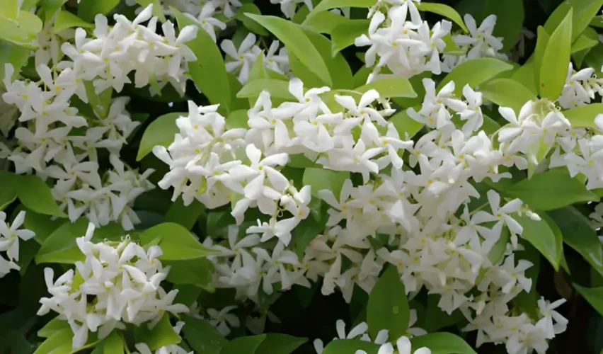Jasmine plant