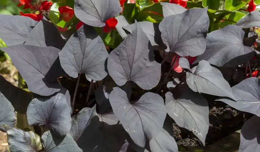 Ornamental sweet potato plant