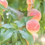 Peach tree