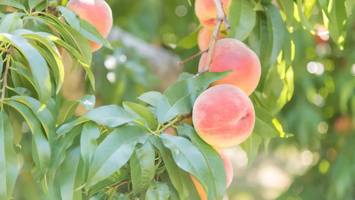 Obite Tree Peach Tree: পীচ গাছের বৃদ্ধি ও যত্ন সম্পর্কে সেরা তথ্য