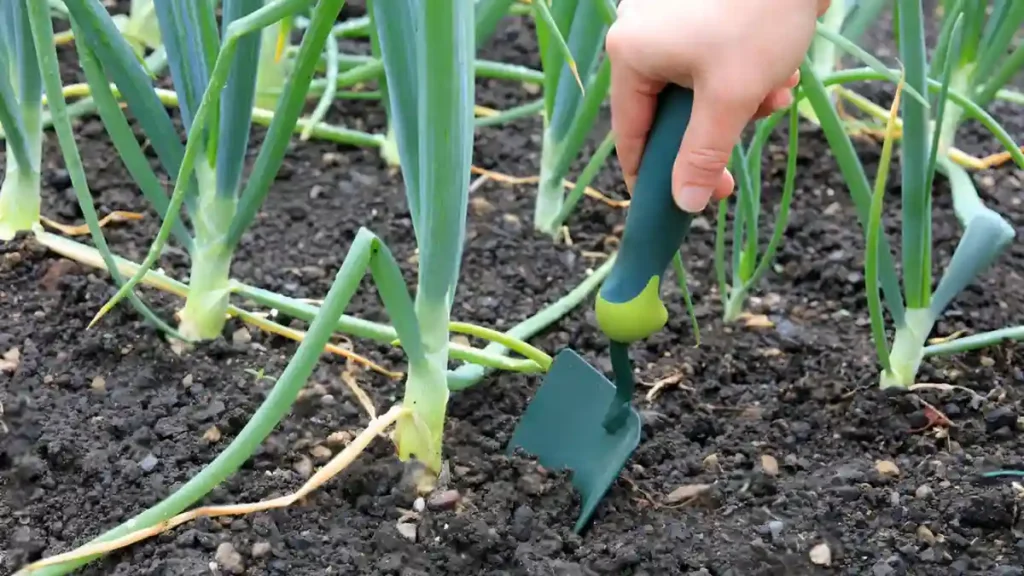 Planting Onions