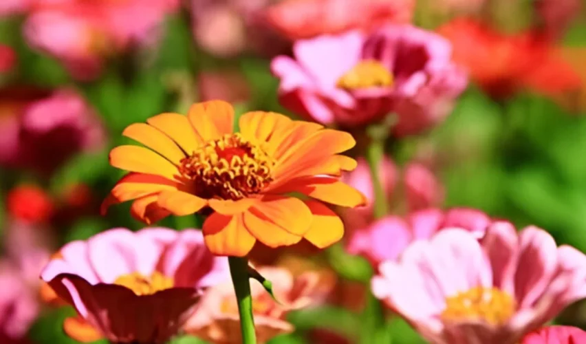 Plants that like heat and full sun