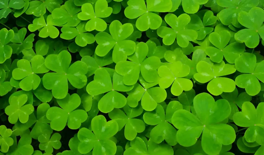 Shamrock plant