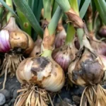 Soft rot disease