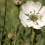 White campion