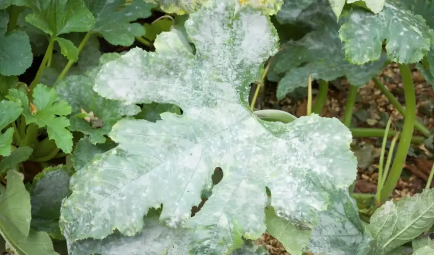 White mold on plants