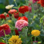 Winter flowers