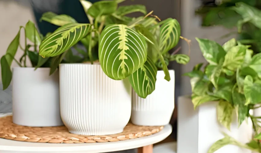 Zebra plant benefits