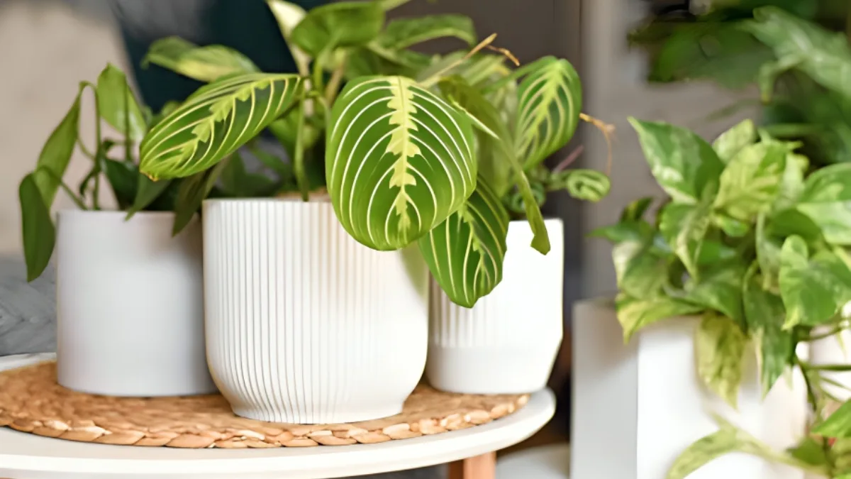 Zebra plant benefits
