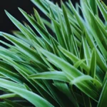 How To Grow Lemongrass