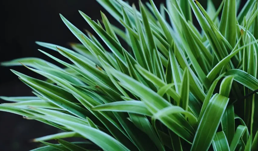 How To Grow Lemongrass