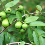Guava