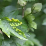 Hibiscus disease