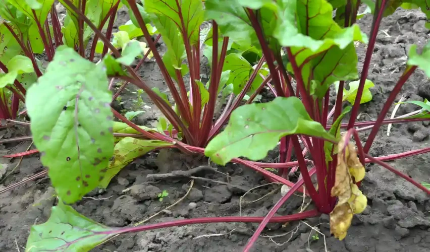 How to grow beets