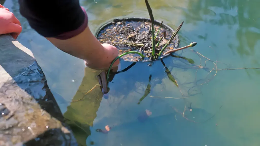 How to grow water lily