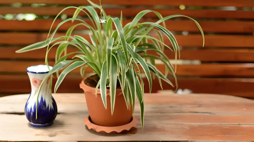 Indoor spider plant benefits