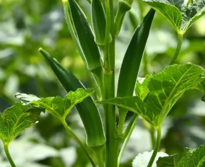 Okra Plant