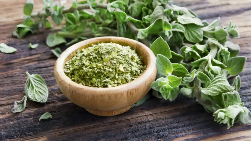 Growing Oregano From Seed