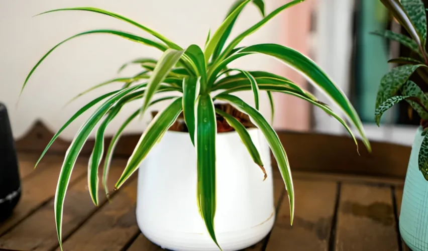 Spider plant benefits