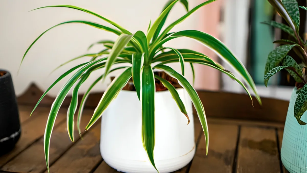 Spider plant benefits