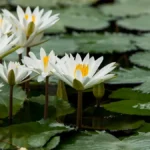 Water Lilies