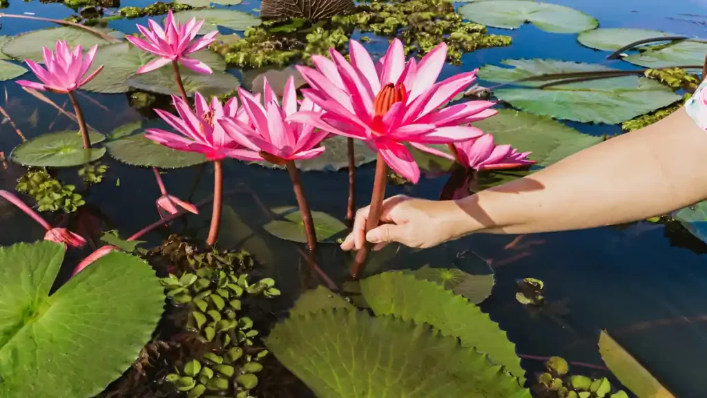 Water lily care