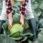 When to harvest cabbage