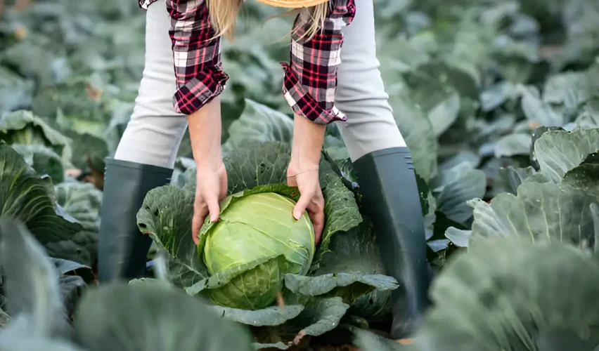 When to harvest cabbage