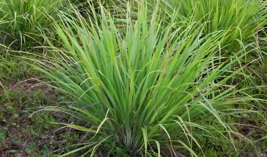 When to harvest lemongrass