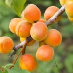 Apricot tree