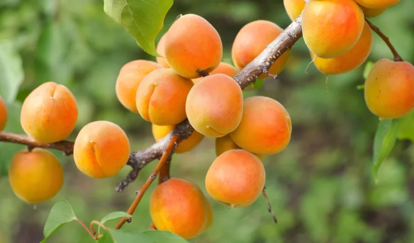 Apricot tree