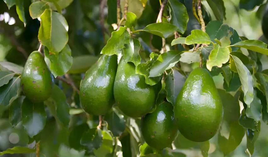 Avocado tree