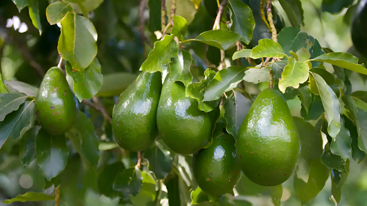 Obite Tree Avocado Tree: পুষ্টিকর অ্যাভোকাডো গাছের বৃদ্ধি ও যত্ন সম্পর্কে কার্যকর তথ্য