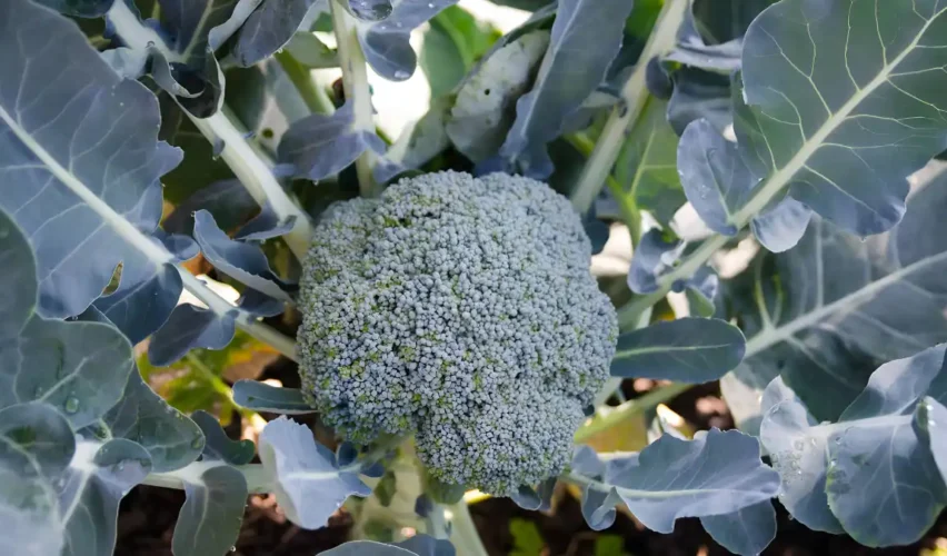 Broccoli varieties