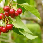 Cherry tree