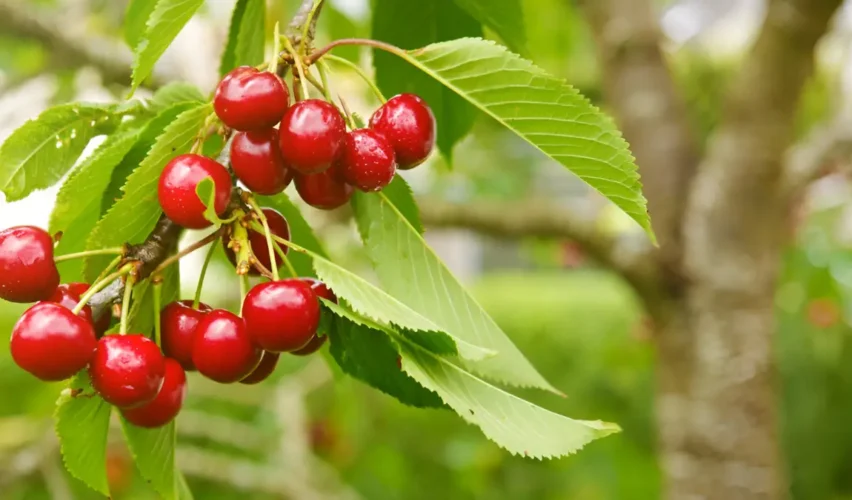 Cherry tree