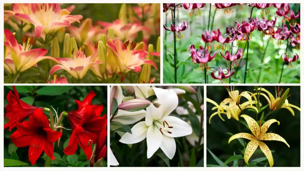 Different types of lilies and their pictures