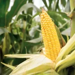 Grow sweet corn