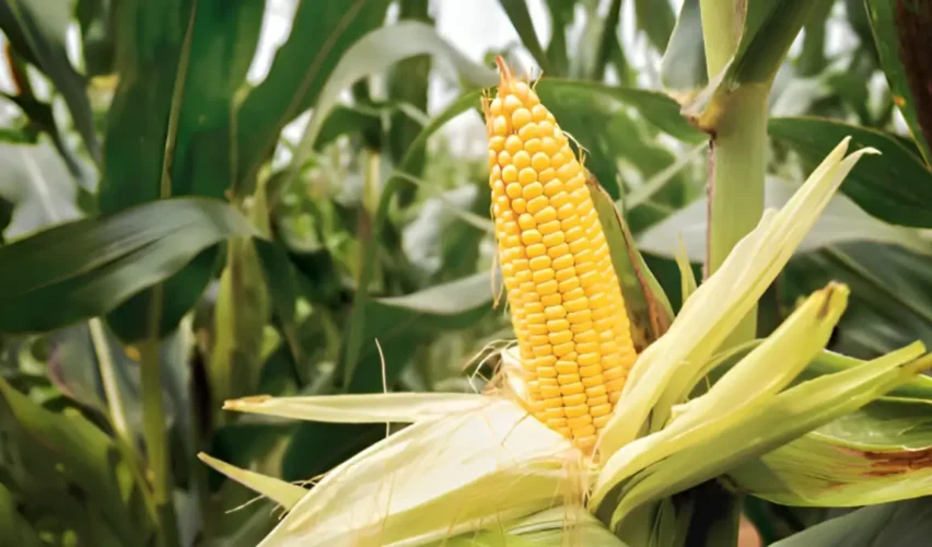 Grow sweet corn