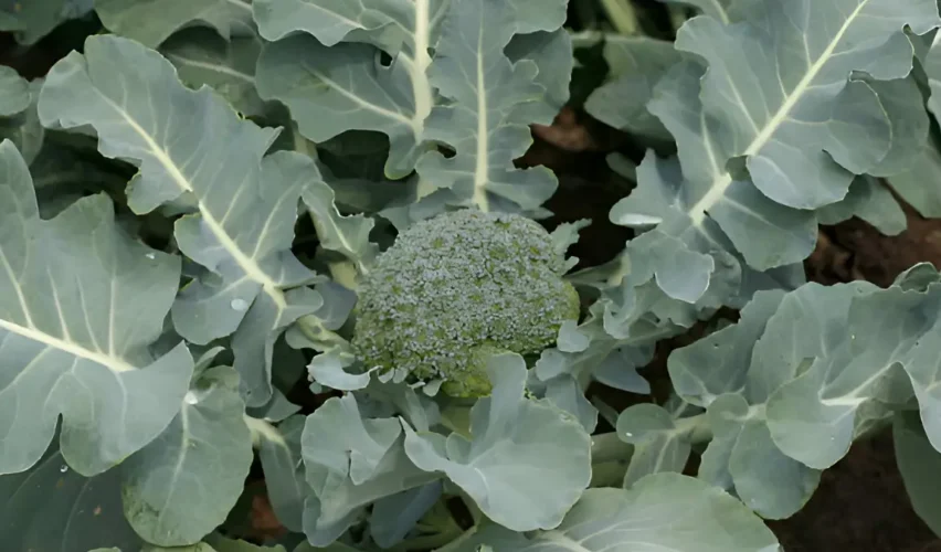 Growing broccoli