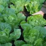 Growing Cabbage In Containers